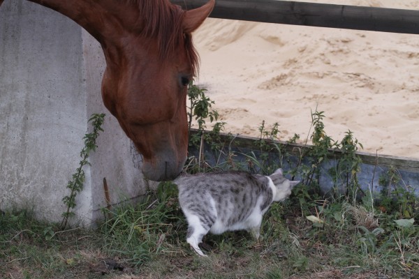 Cheval et Chat