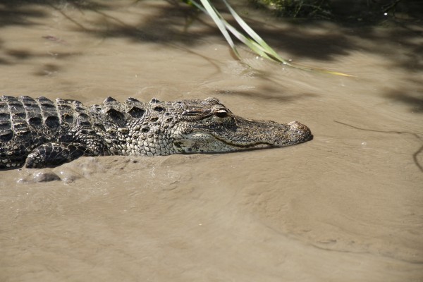 Crocodile